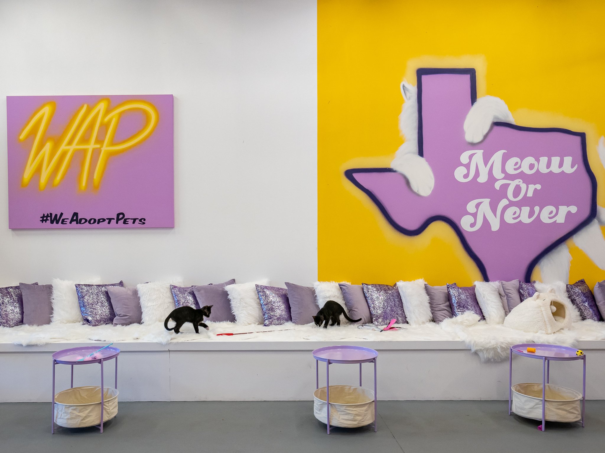 Purrfecto Cat Lounge