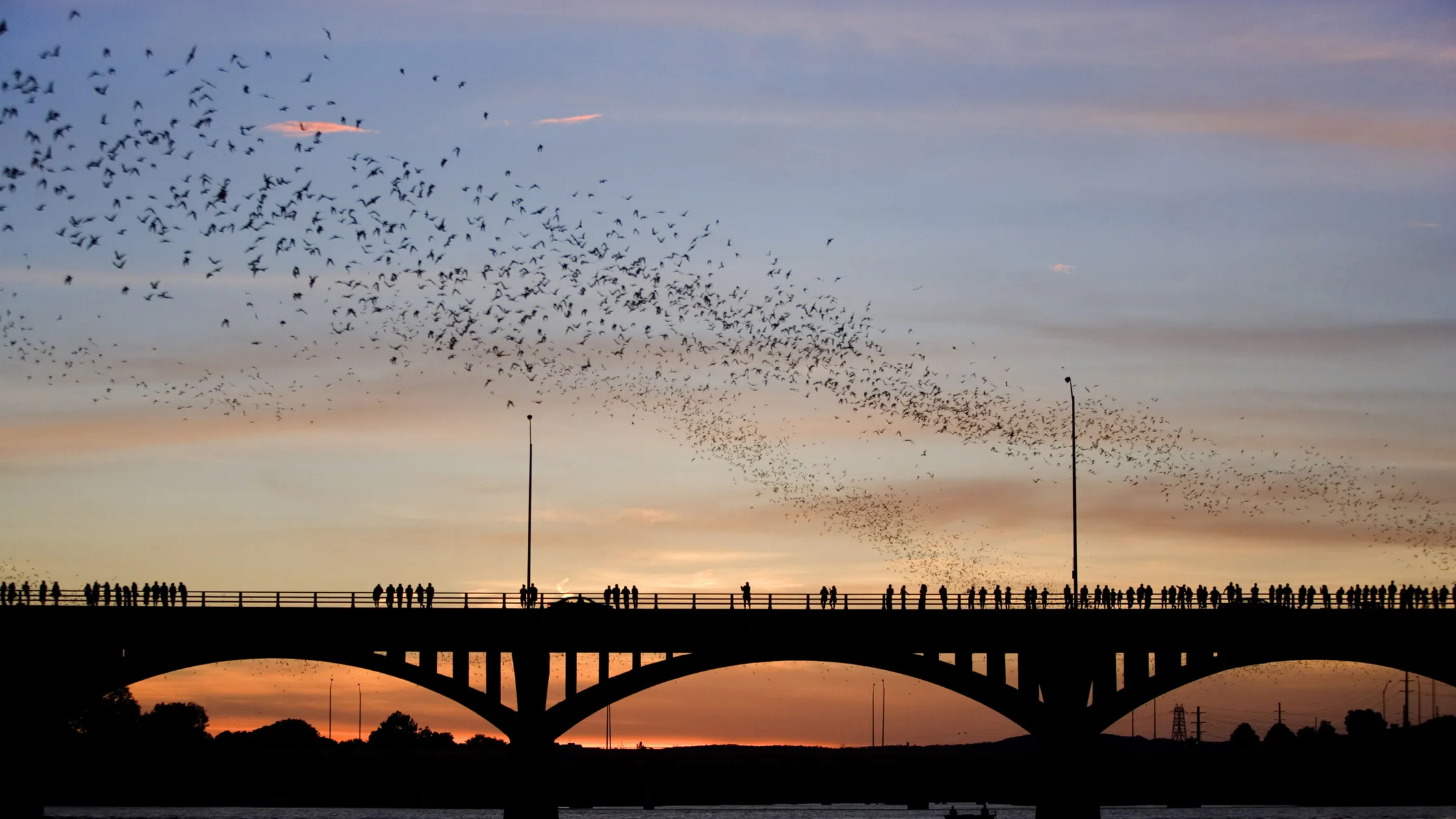 Congress Avenue Bridge bat colony